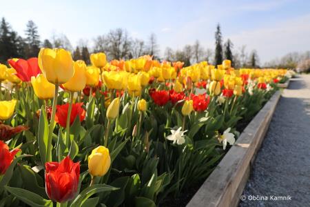 Festival zelišč (30)